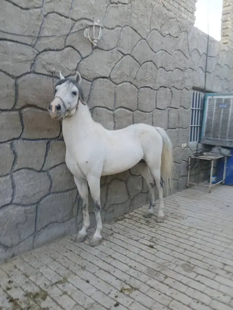 فروش چند راس اسب|اسب و تجهیزات اسبسواری|شهرکرد, |دیوار