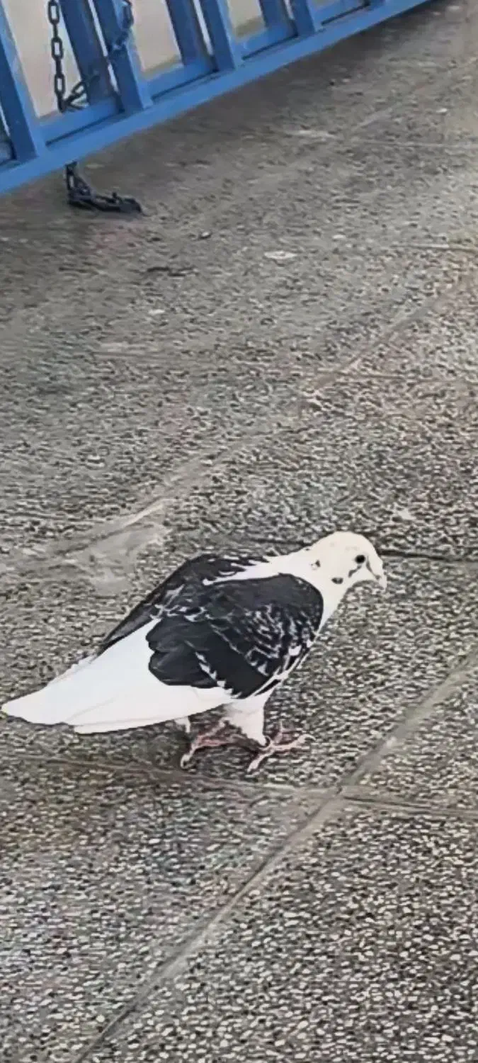 گمشده|پرنده|اردکان, |دیوار