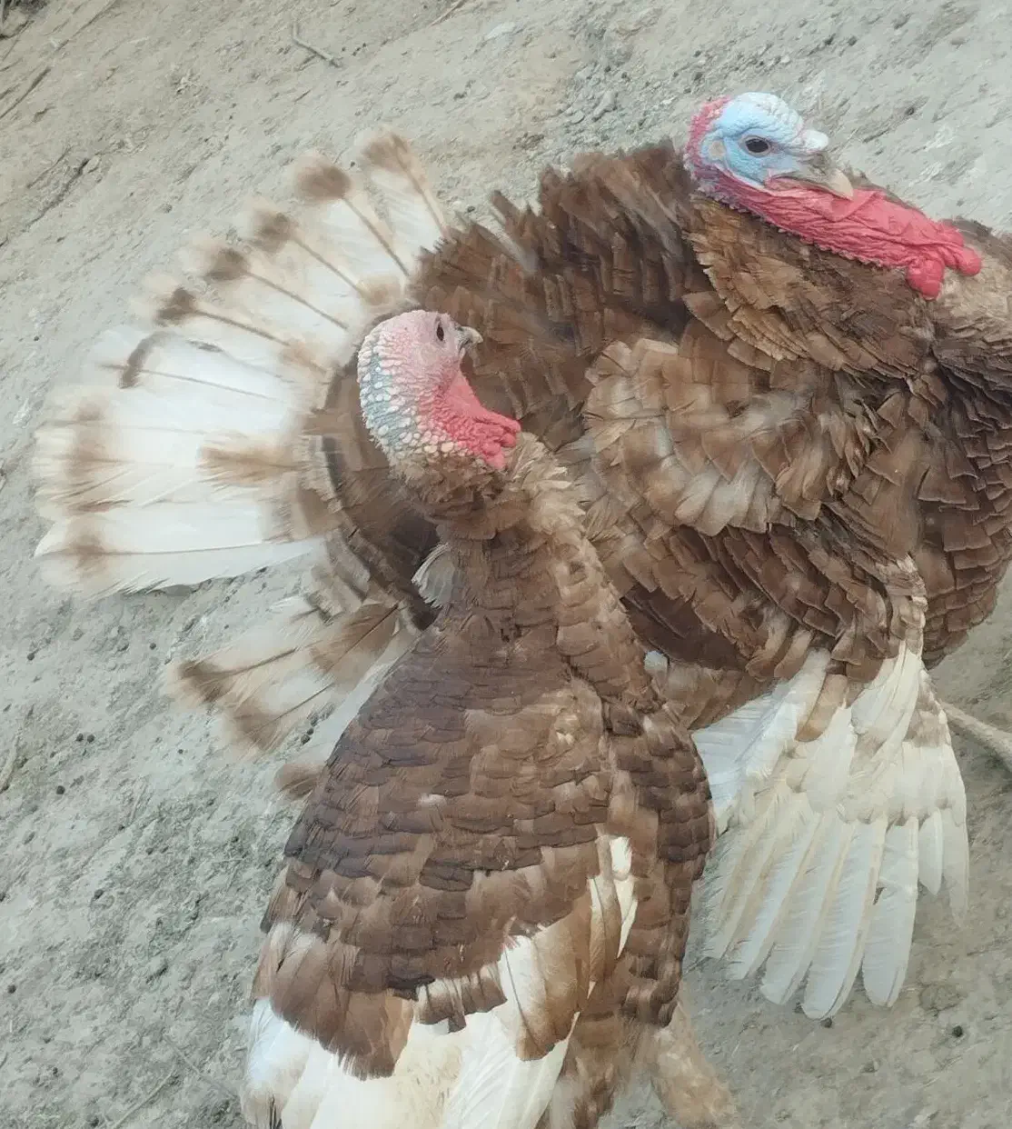 خروس|حیوانات مزرعه|هیرمند, |دیوار