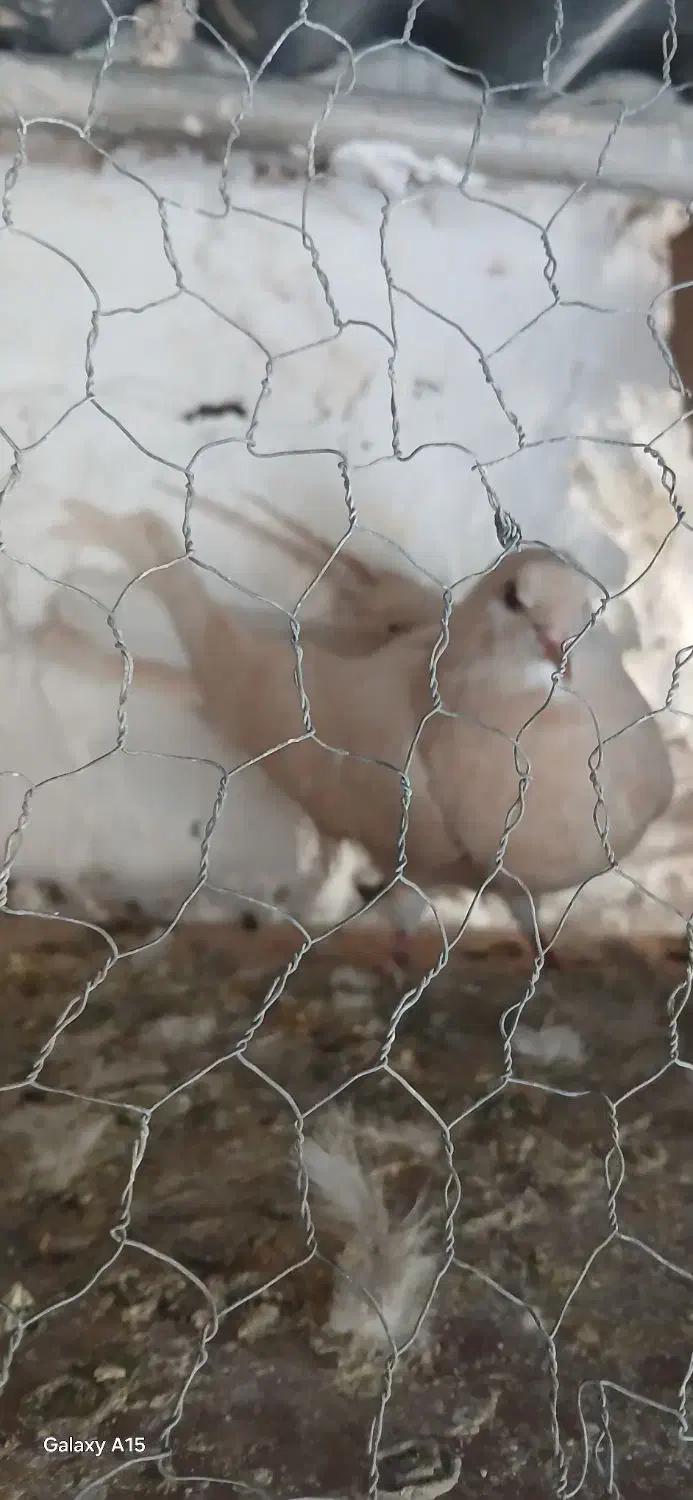 مفلق دمگیر زرد وسرخ آفتاب نخورده|پرنده|خمینی‌شهر, |دیوار