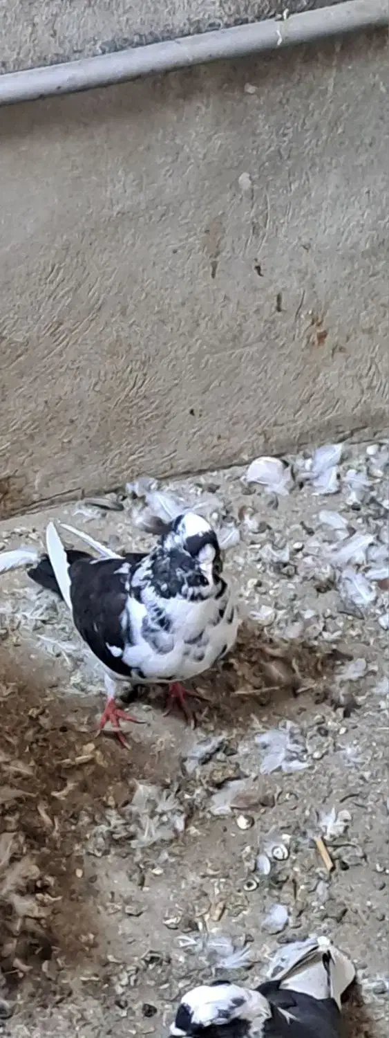 گمشده|پرنده|خوی, |دیوار