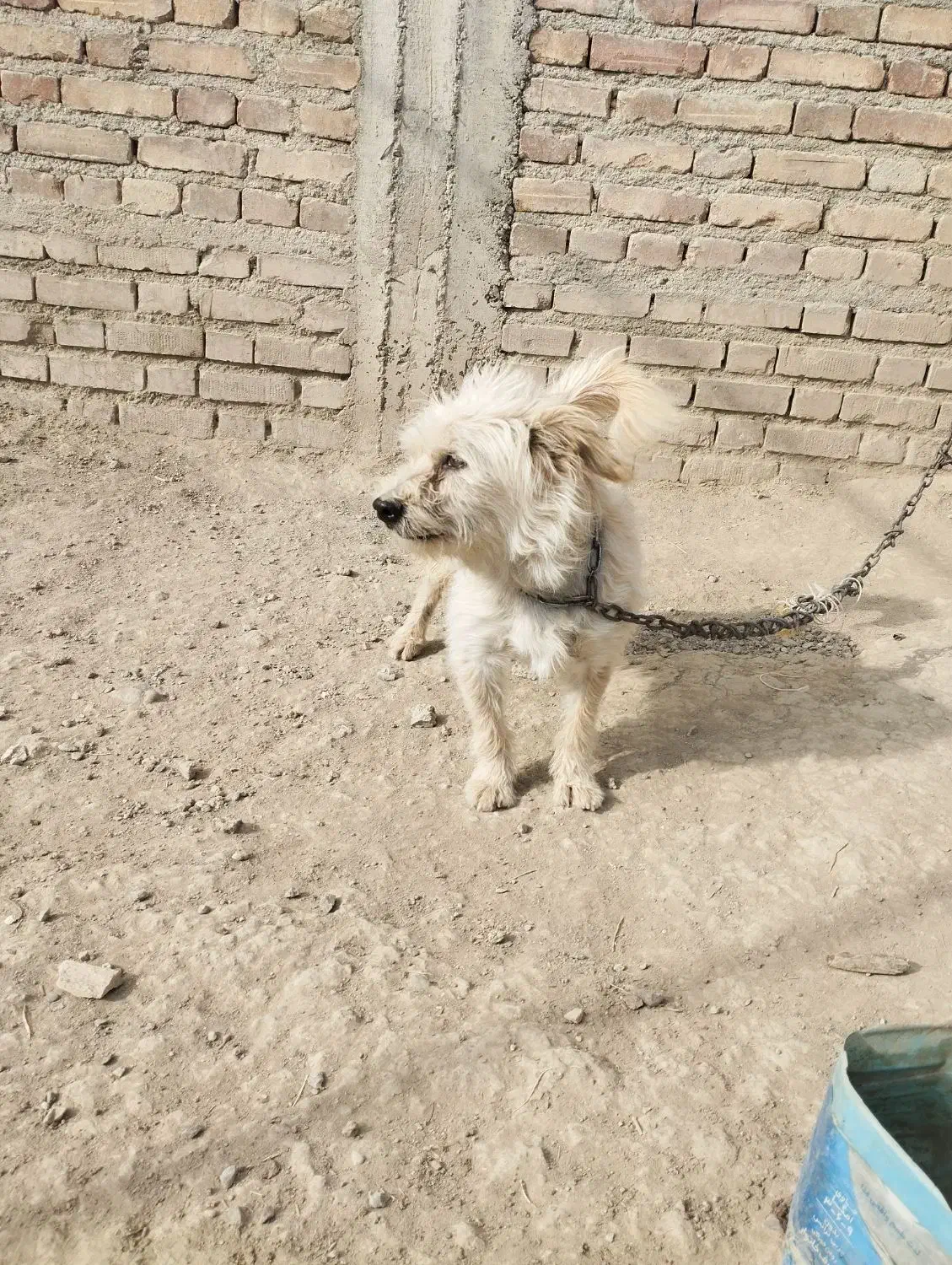 سگ پاکوتاه|سگ|سلماس, |دیوار