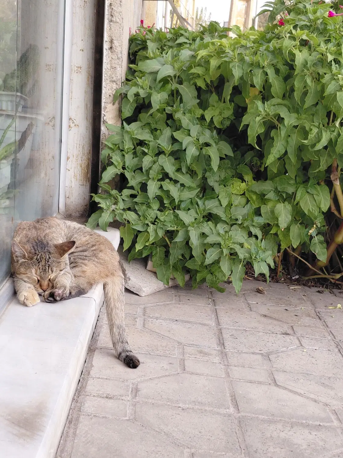 خط ۹۱۲|سیمکارت|تهران, شهران جنوبی|دیوار