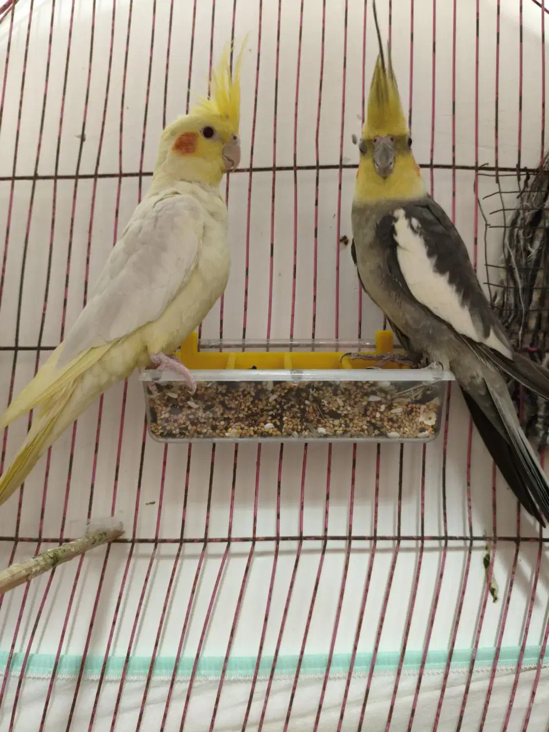 عروس هلندی مولد معاوضه با کفتر نقش|پرنده|بندرعباس, |دیوار