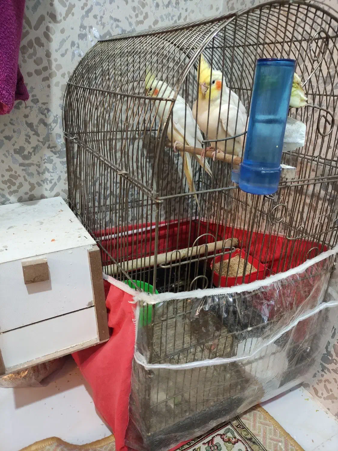 جفت لوتینو جوان با 4عدد جوجه تضمینی|پرنده|مشهد, کارمندان دوم|دیوار