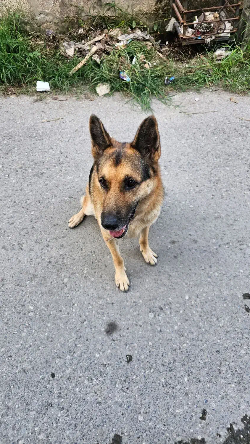 واگذاری سگ ژرمن ۱ ساله تربیت اقداماتی انجام شده|سگ|نوشهر, |دیوار