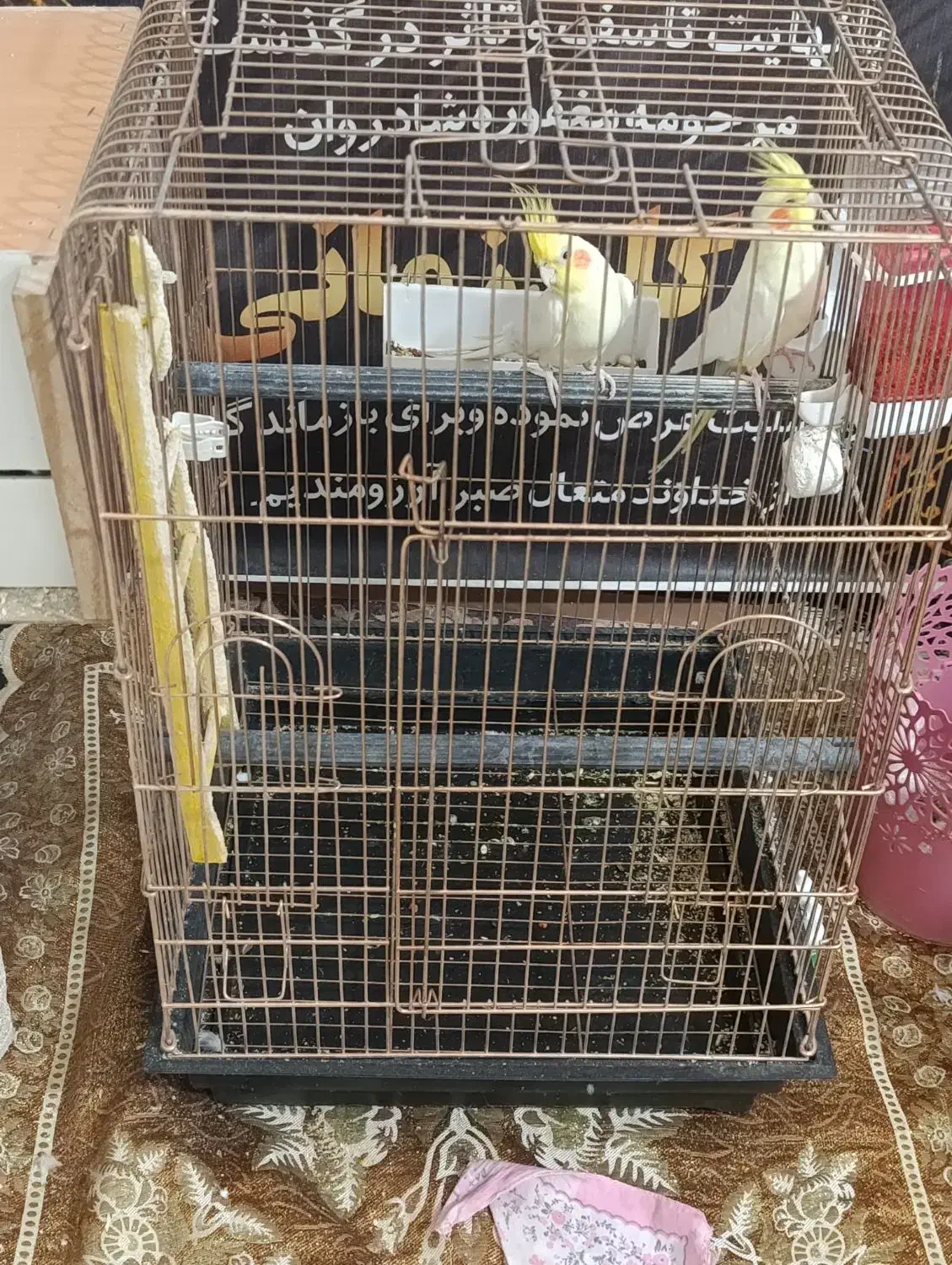 یک جفت عروس سالم با قفس ولوازم|پرنده|پیشوا, |دیوار