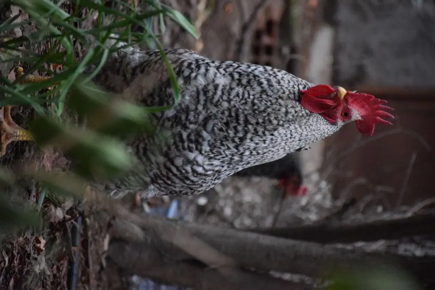 تخم نطفه دار امروک|حیوانات مزرعه|نوشهر, |دیوار