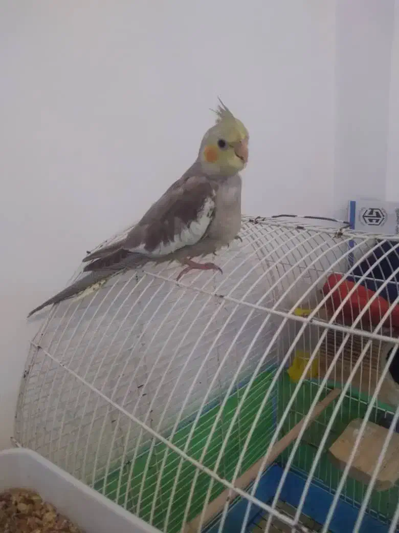 جوجه عروس هلندی|پرنده|لاهیجان, کوی خزر|دیوار