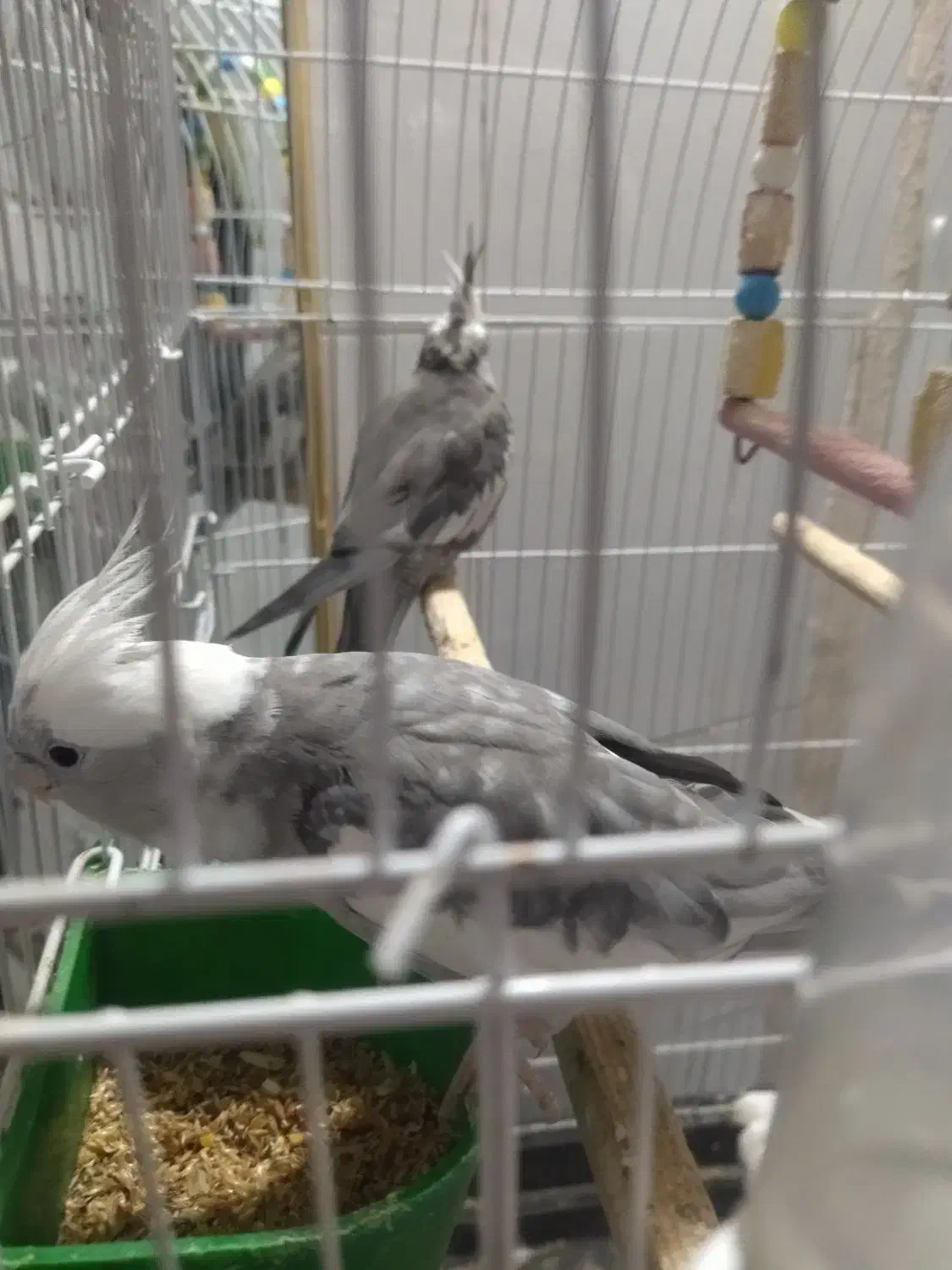 عروس هلندی جفت|پرنده|مشهد, امیرآباد|دیوار