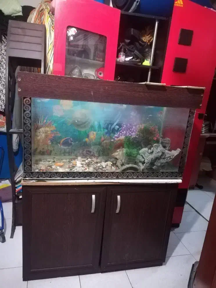 آکواریوم باکمد|ماهی|بومهن, |دیوار