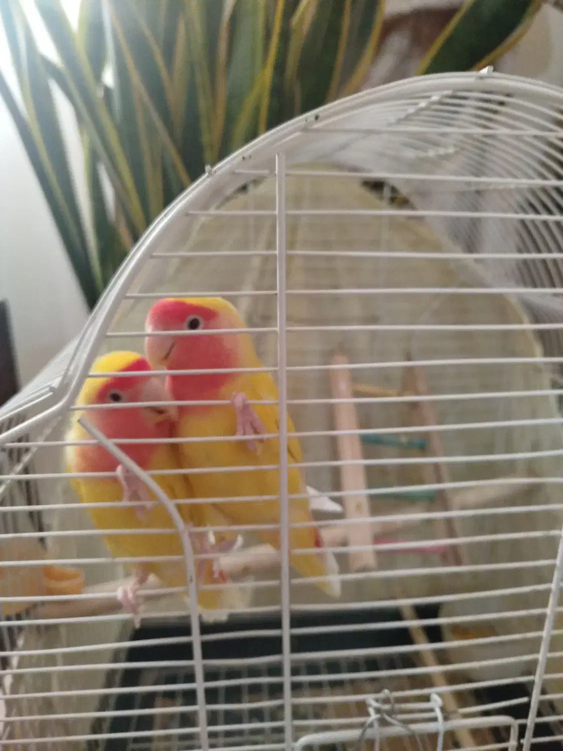 طوطی برزیلی جفت بالغ|پرنده|شهریار, شهرک وائین|دیوار