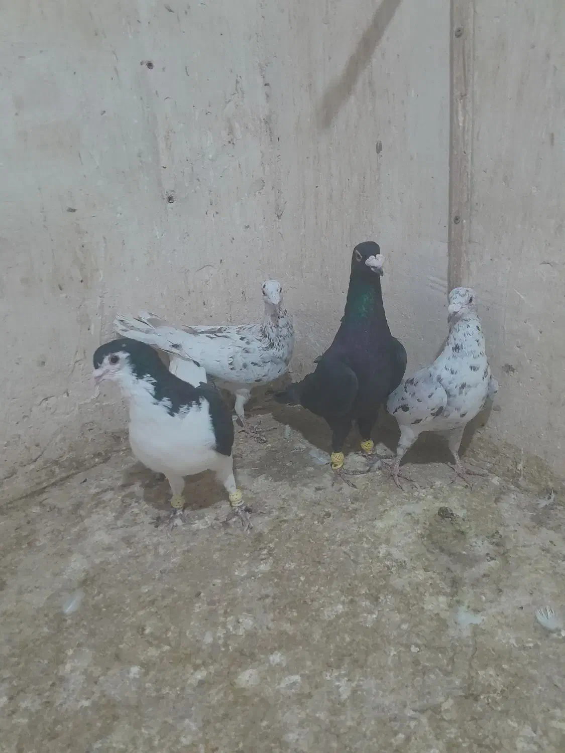 کبوتر|پرنده|قزوین, |دیوار