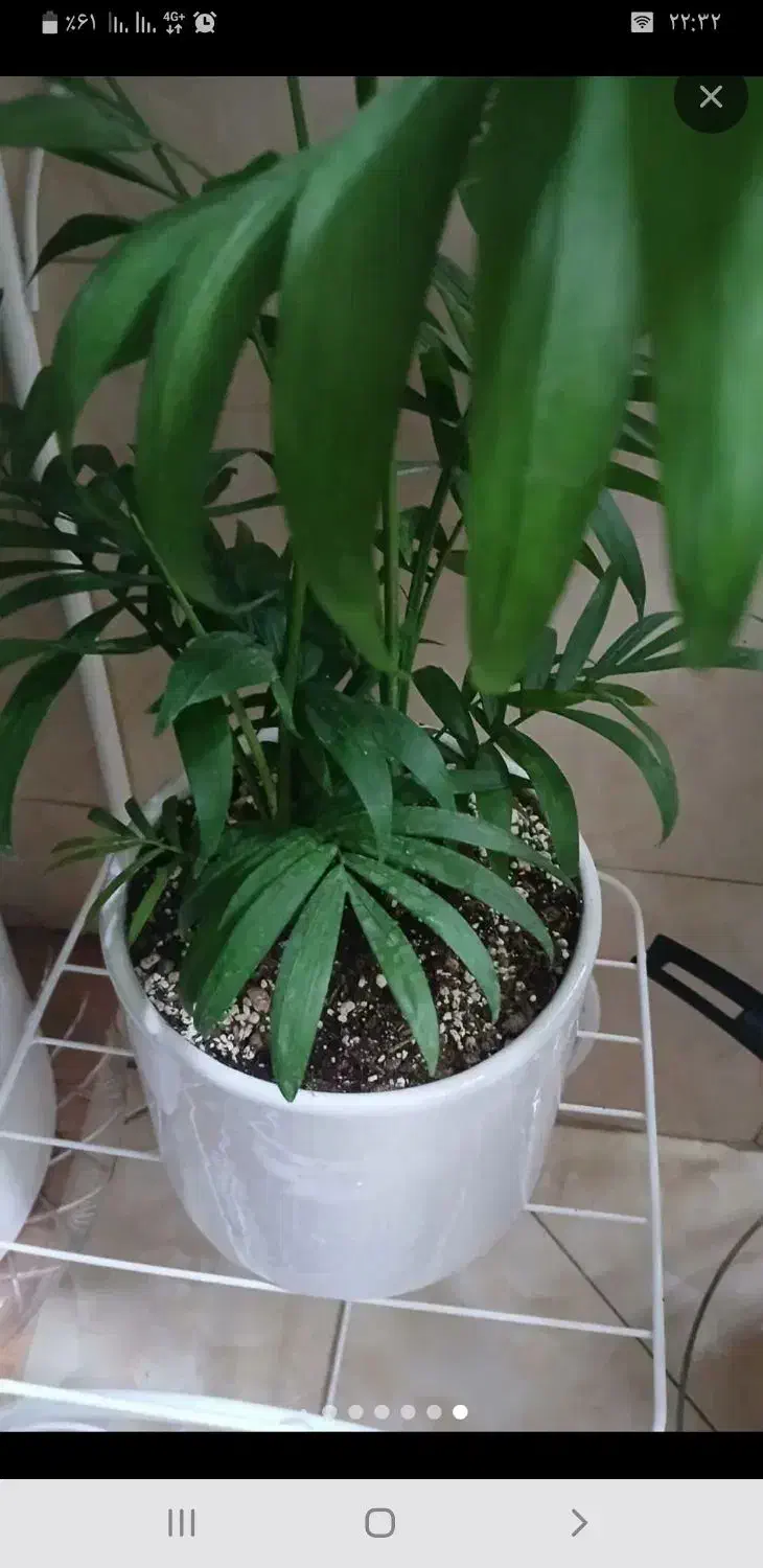 گل و گیاه|گل و گیاه طبیعی|تهران, آهنگ|دیوار