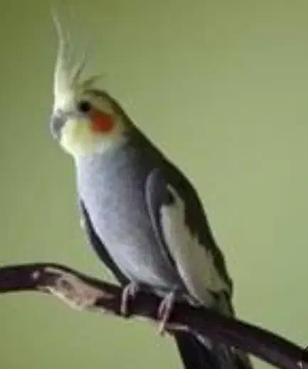 عروس هلندی گمشده|پرنده|اندیمشک, |دیوار