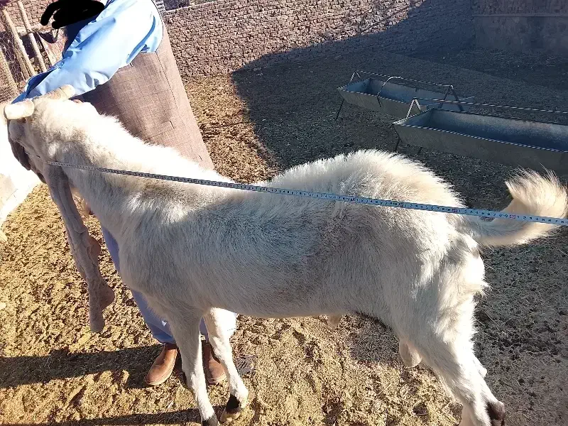 بز نر نژاد گلابی|حیوانات مزرعه|خاش, |دیوار