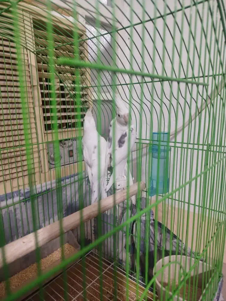 عروس هلندی مولد لوتینو . دوکت آلبینو|پرنده|بندر کنگان, |دیوار