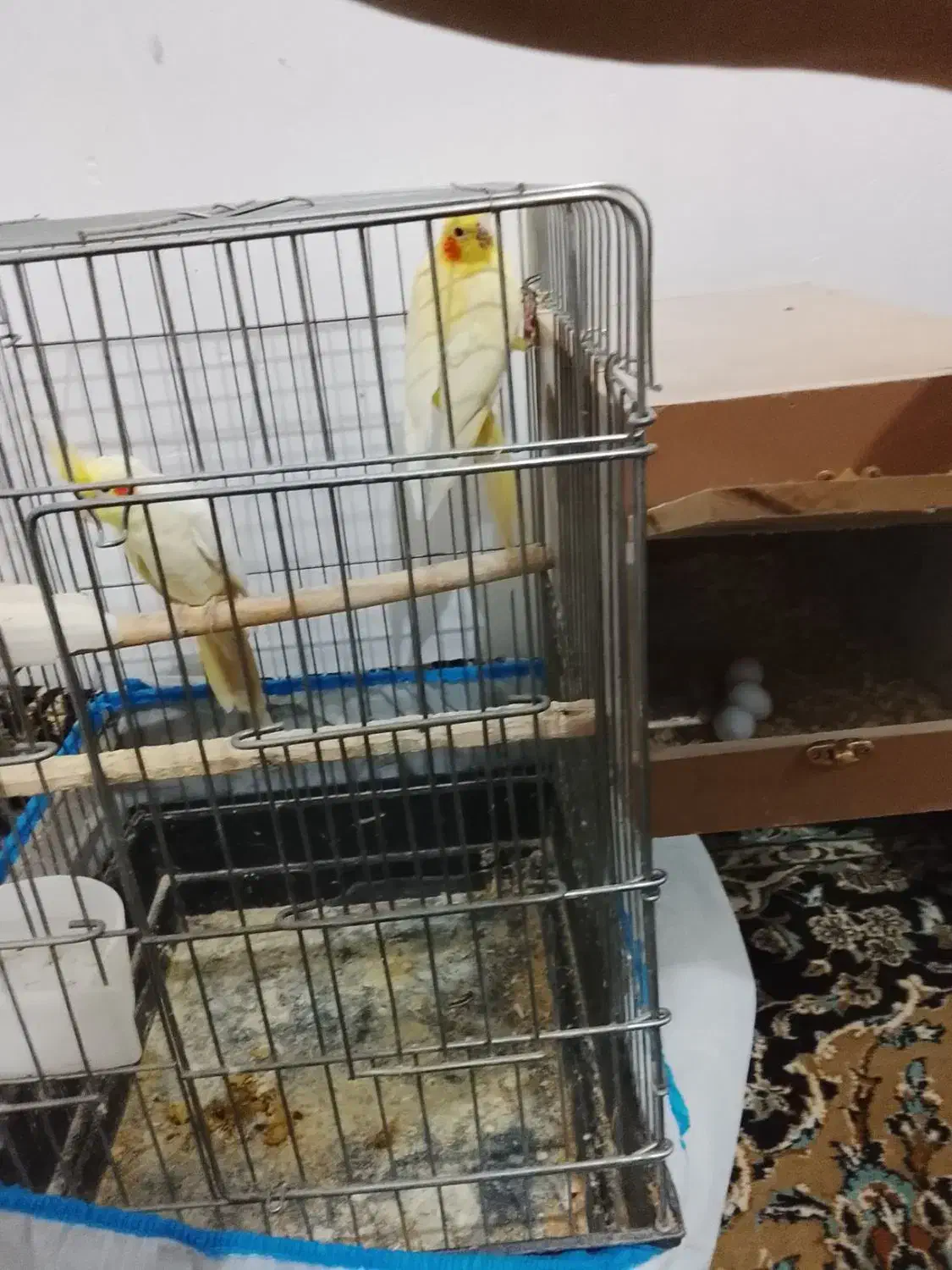 یک جفت عروس هلندی صددرصد تضمینی|پرنده|بومهن, |دیوار