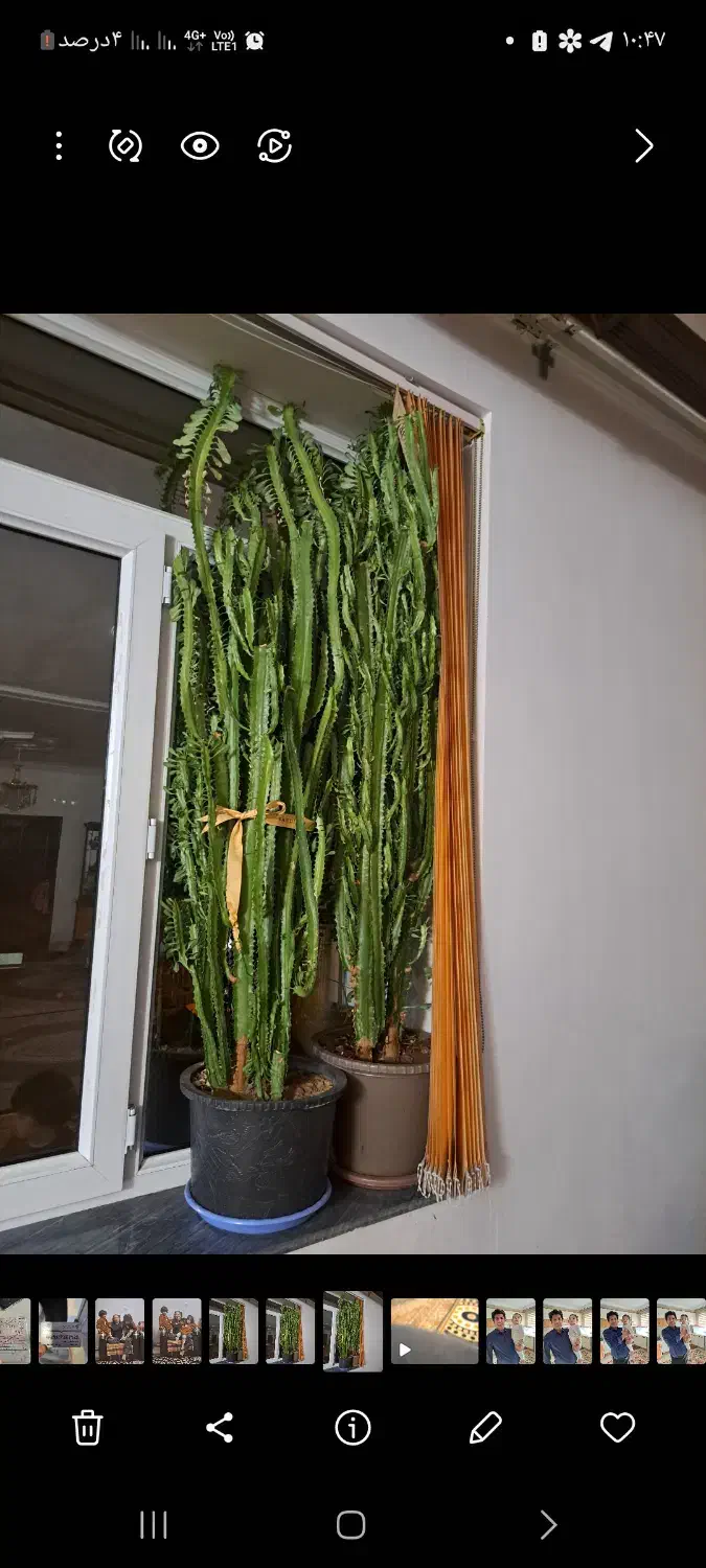 گل طبیعی کاکتوس بلند|گل و گیاه طبیعی|خوی, |دیوار