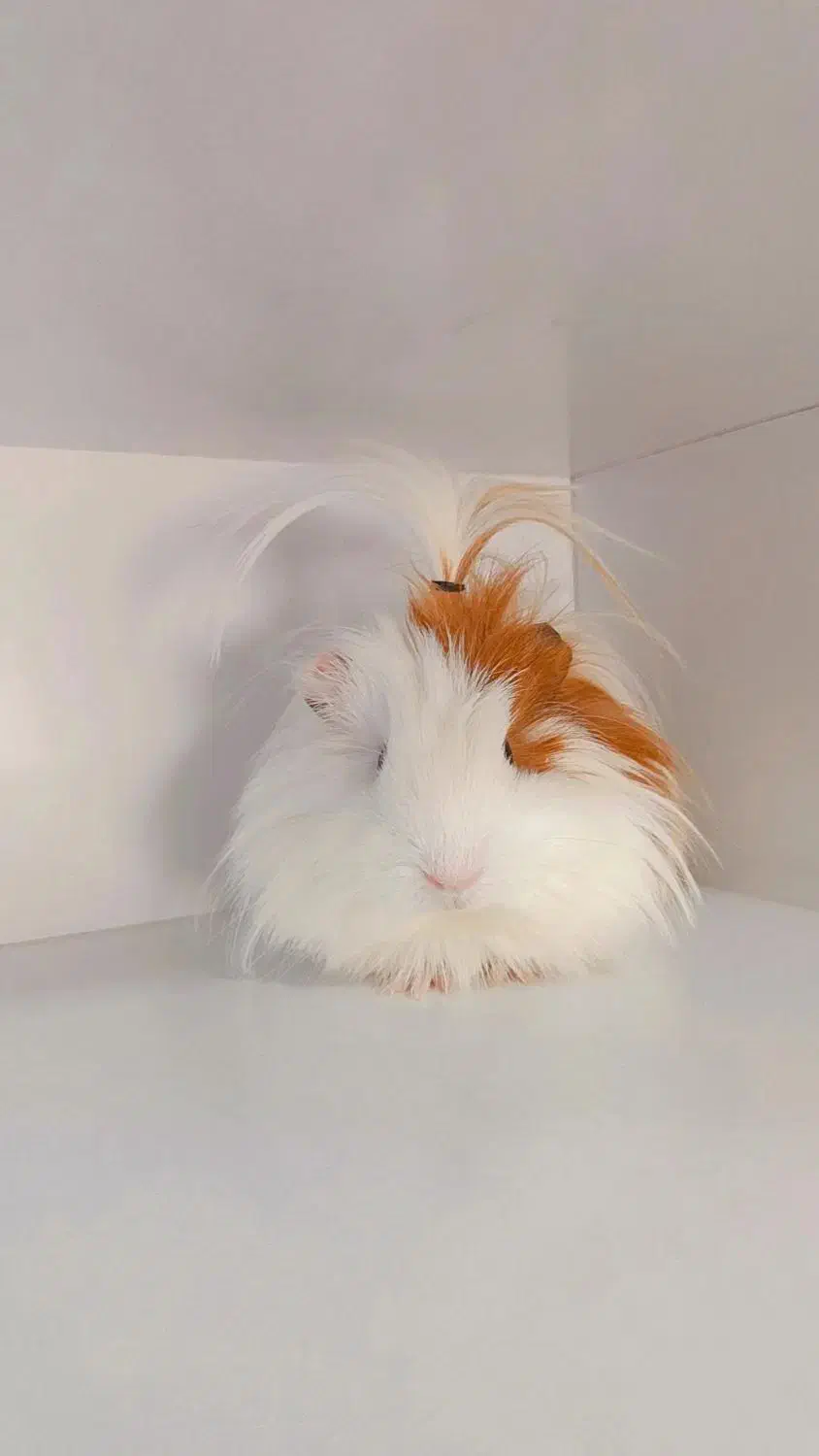 خوکچه هندی|موش و خرگوش|سیرجان, |دیوار