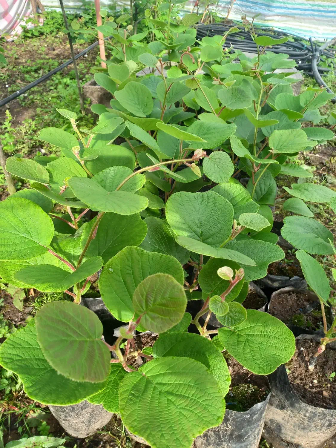 نهال کیوی هایوارد طلایی یکساله و دوساله|خدمات باغبانی و درختکاری|لیسار, |دیوار