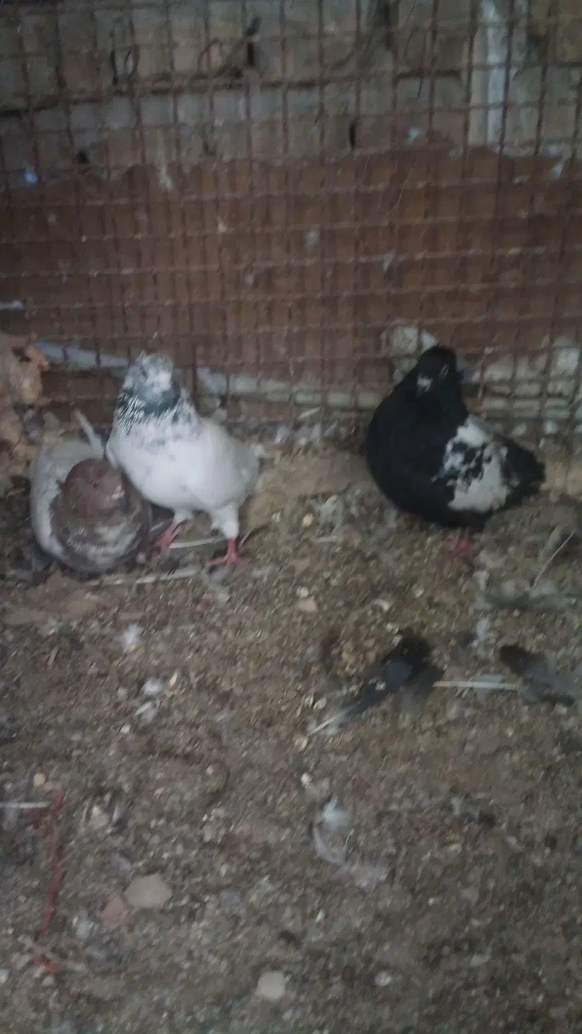 کبوترسینهسیاهفروشی|پرنده|سراوان, |دیوار