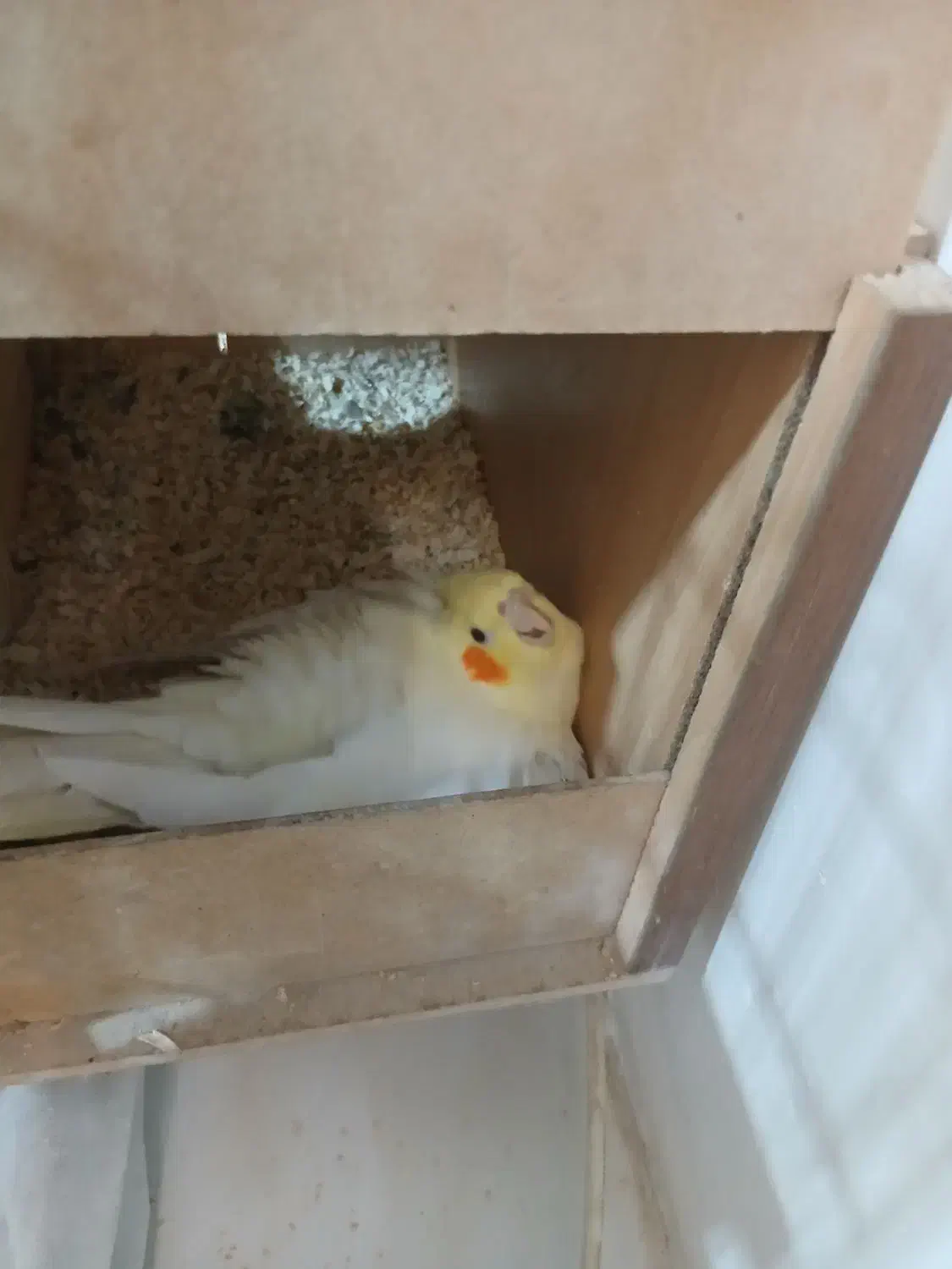 عروس هنلدی|پرنده|قدس, شهر‌قدس|دیوار