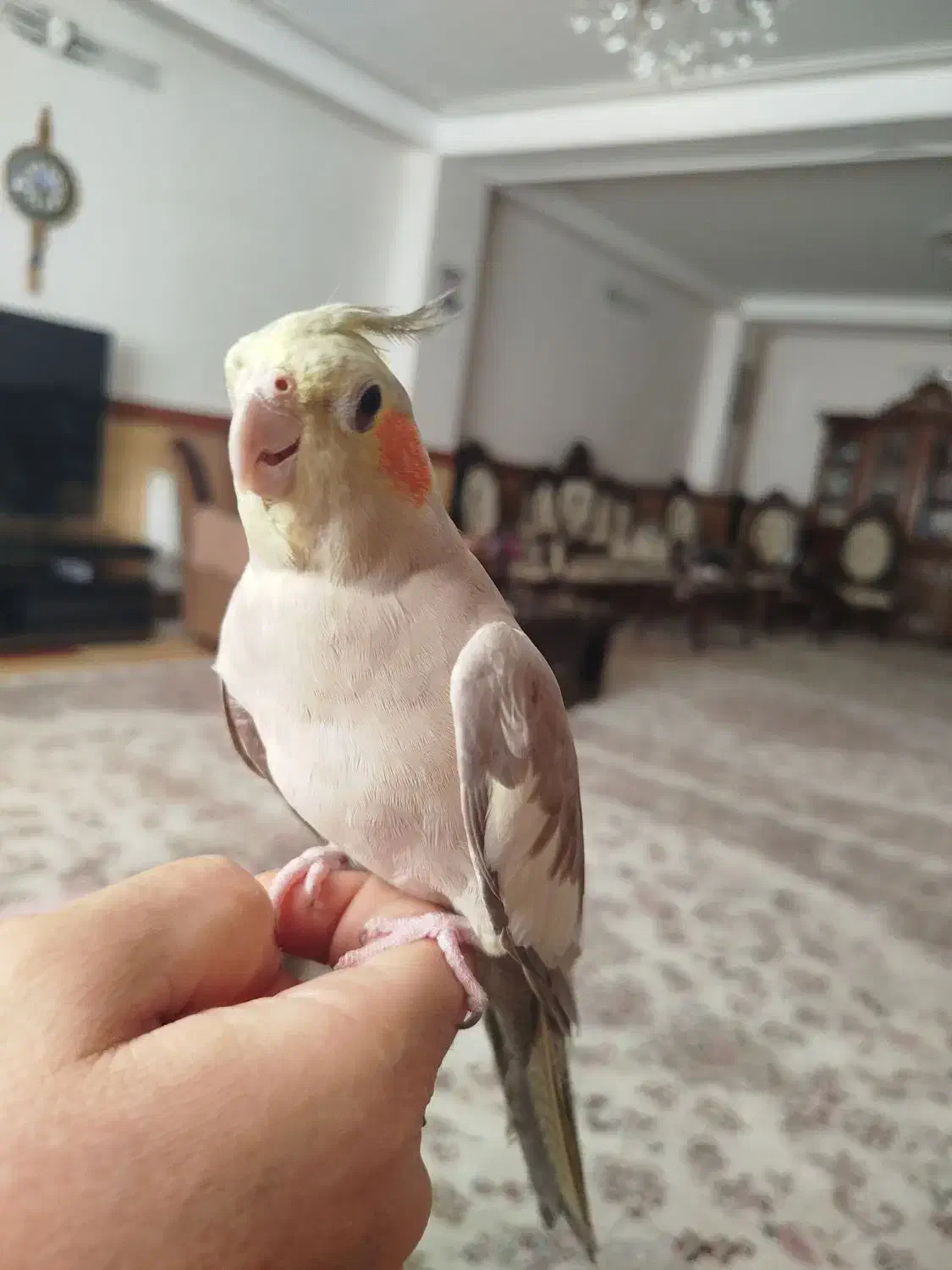 عروس هلندی|پرنده|زنجان, |دیوار