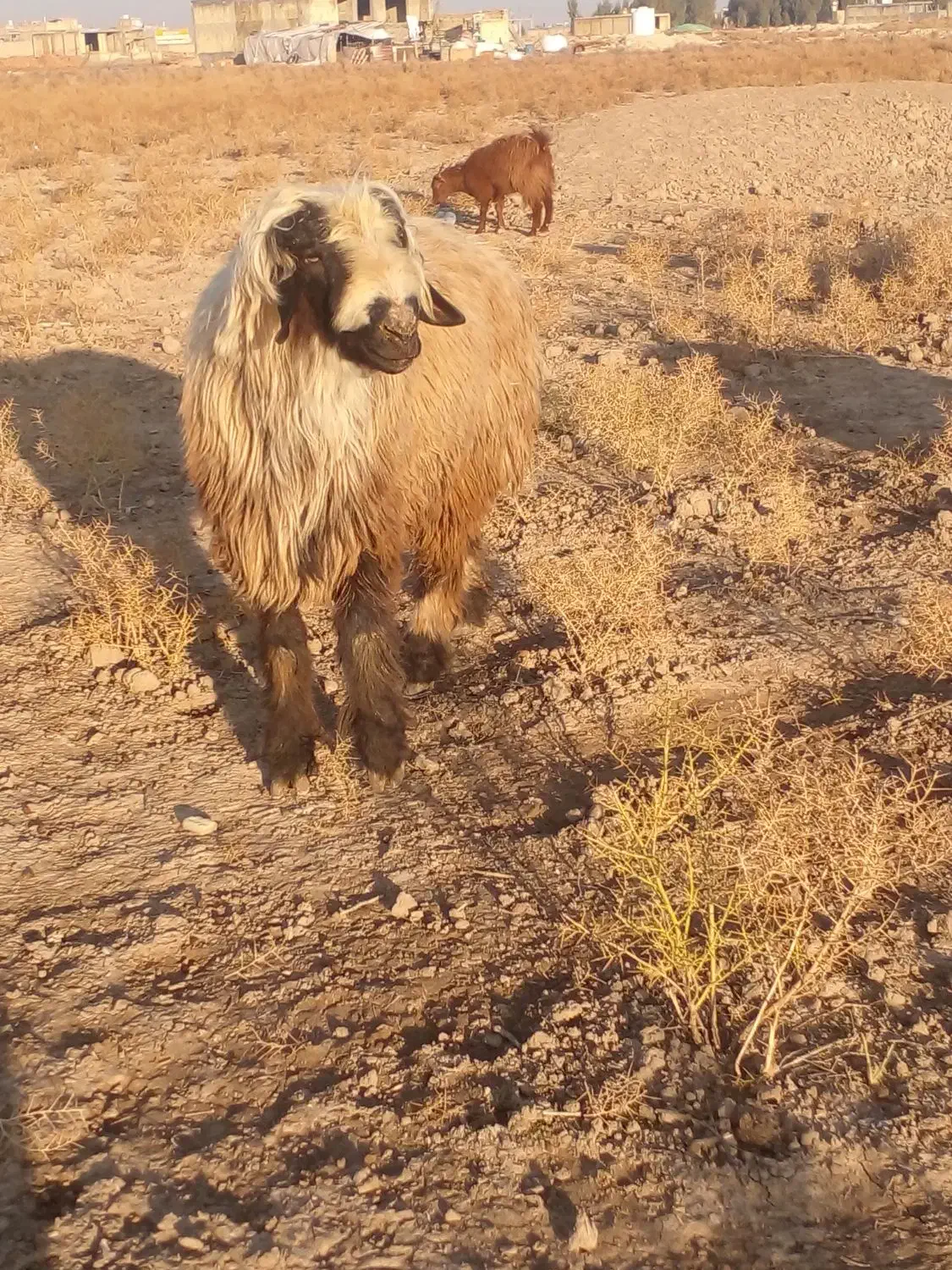 گوسفند|حیوانات مزرعه|شیراز, گچی|دیوار
