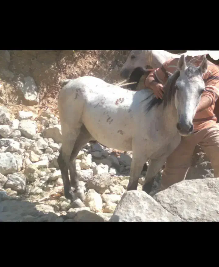 فروش اسب|اسب و تجهیزات اسبسواری|دوگنبدان, |دیوار