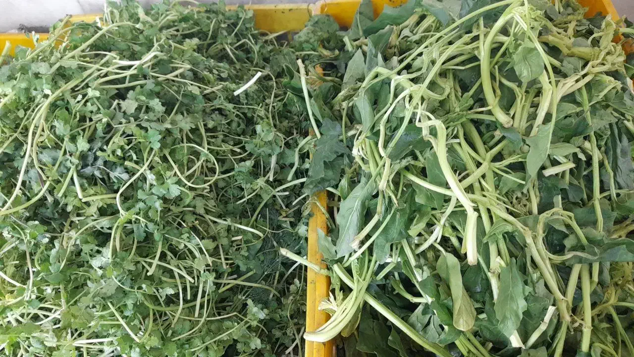 نیرو خانم مغازه سبزی خردکنی|استخدام بازاریابی و فروش|کاشان, قطب راوندی|دیوار