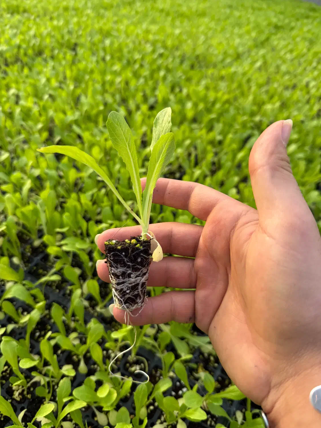 نشا کاهو|خدمات باغبانی و درختکاری|مرودشت, تامین اجتماعی|دیوار