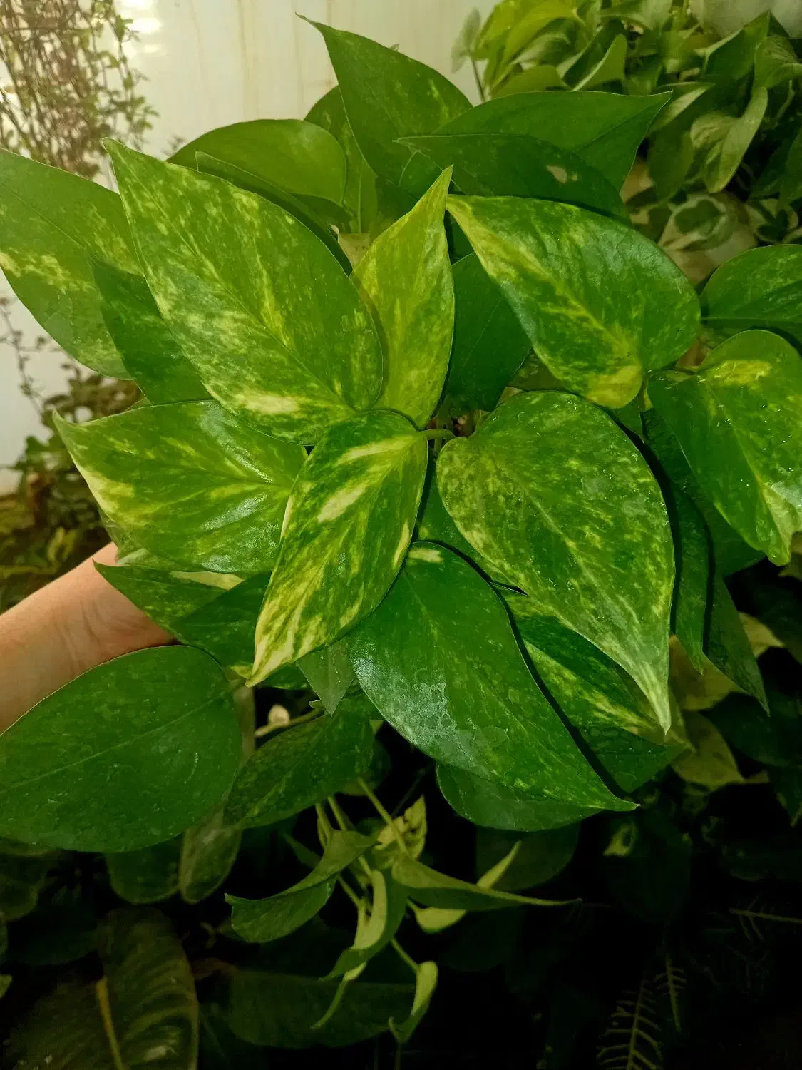 کادو روز زن|گل و گیاه طبیعی|گلبهار, شهر جدید گلبهار|دیوار