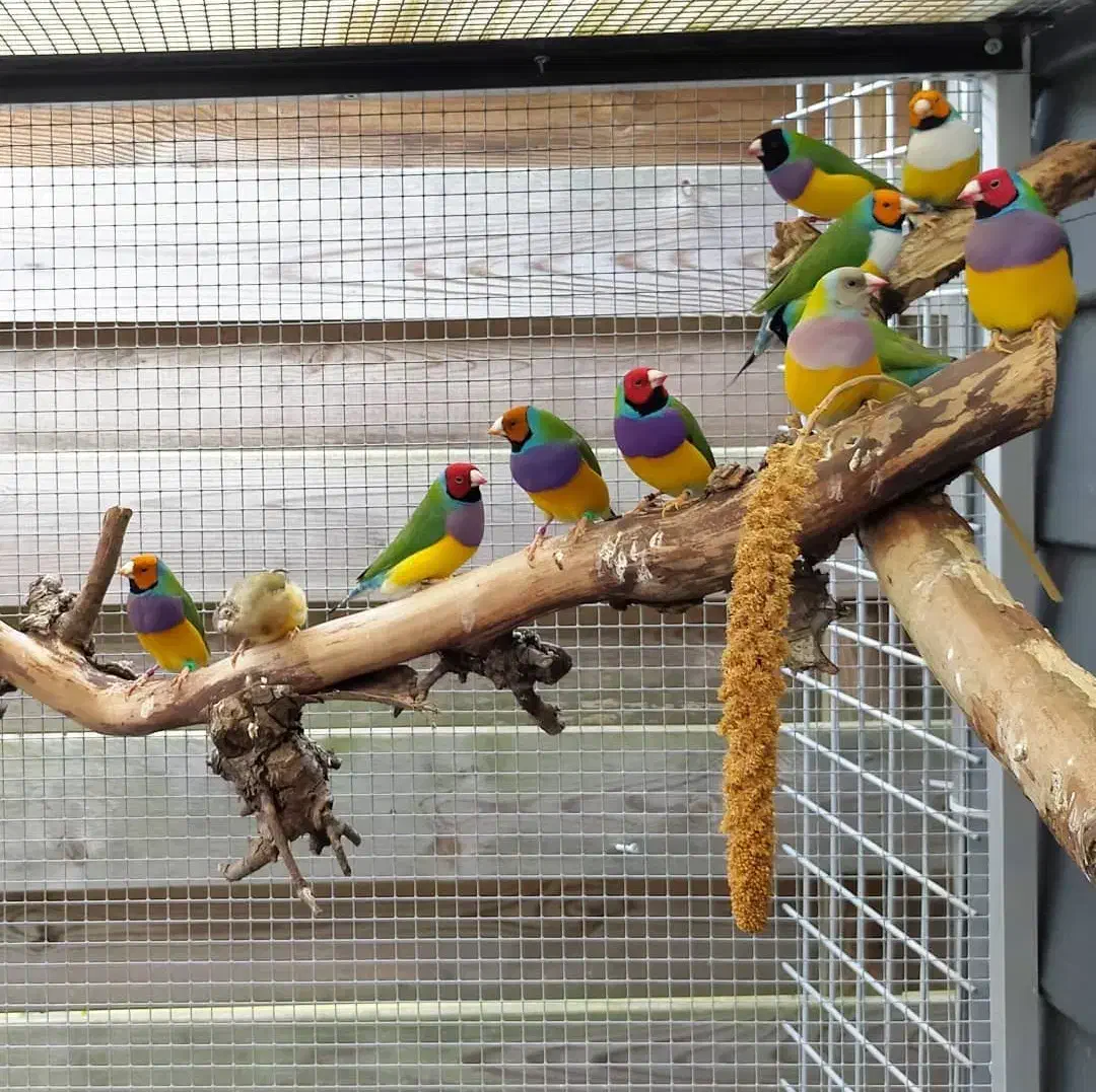 فنج گلدین|پرنده|خاش, |دیوار