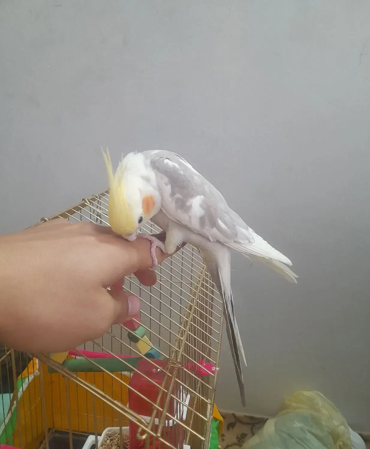 عروس هلندی|پرنده|چناران, |دیوار