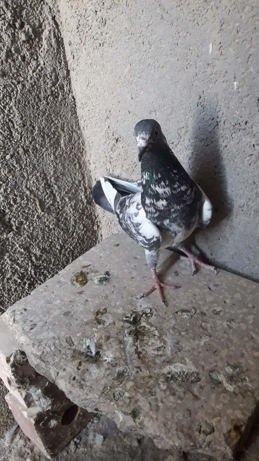 کبوتر|پرنده|نیمروز, |دیوار