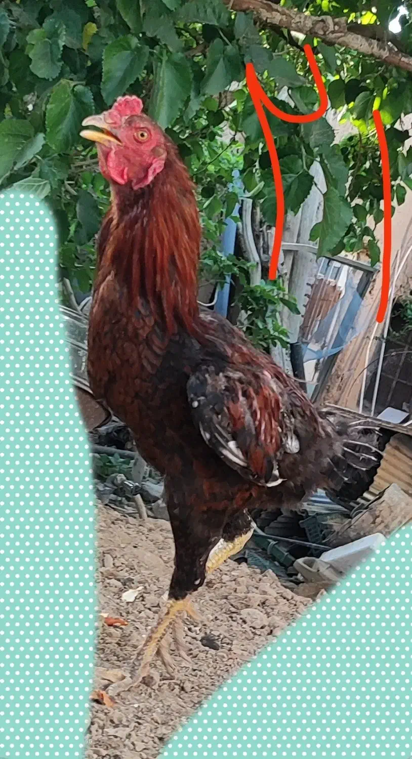 مرغ خروس لاری|حیوانات مزرعه|جغتای, |دیوار