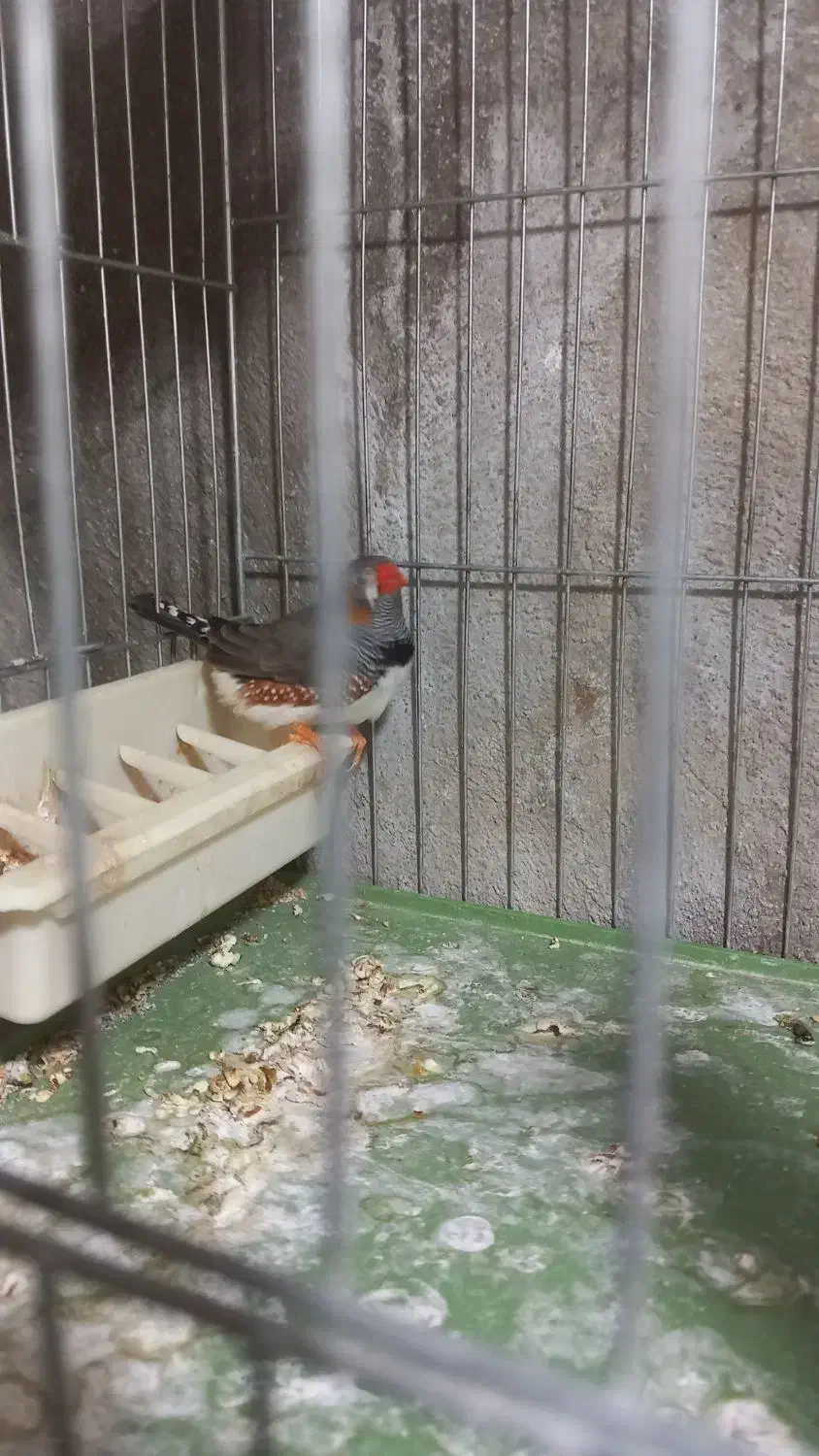 فروش فنج نر|پرنده|محمدیه-قزوین, |دیوار