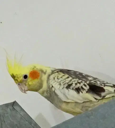 عروس هلندی نوجوان|پرنده|گنبکی, |دیوار