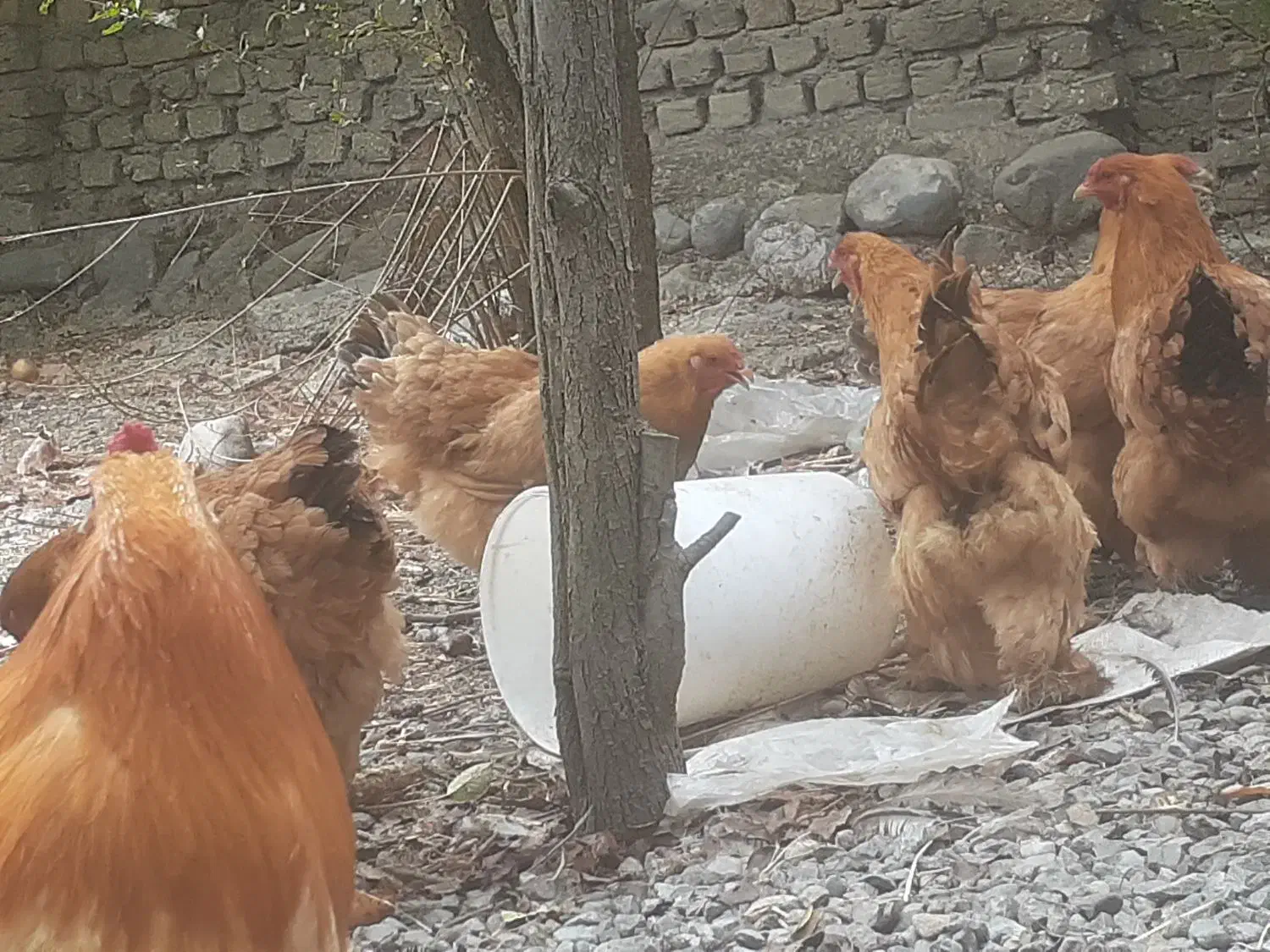 تخم مرغ برهما|حیوانات مزرعه|گرگان, |دیوار