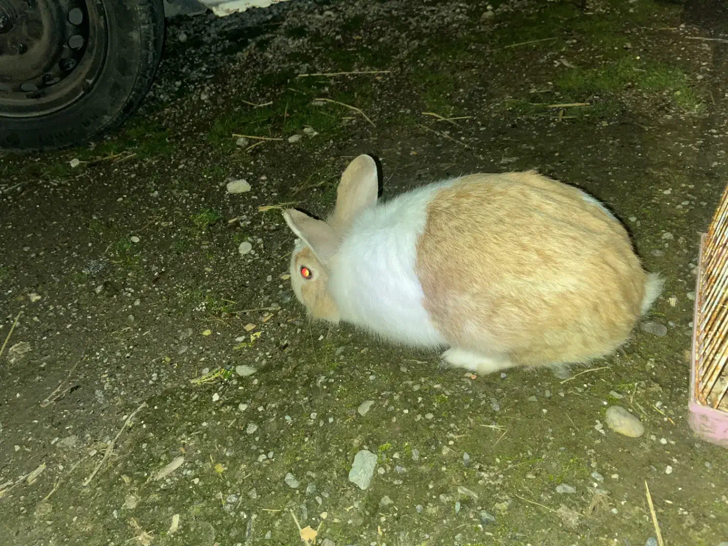 خرگوش|موش و خرگوش|رشت, کوی حسینی|دیوار