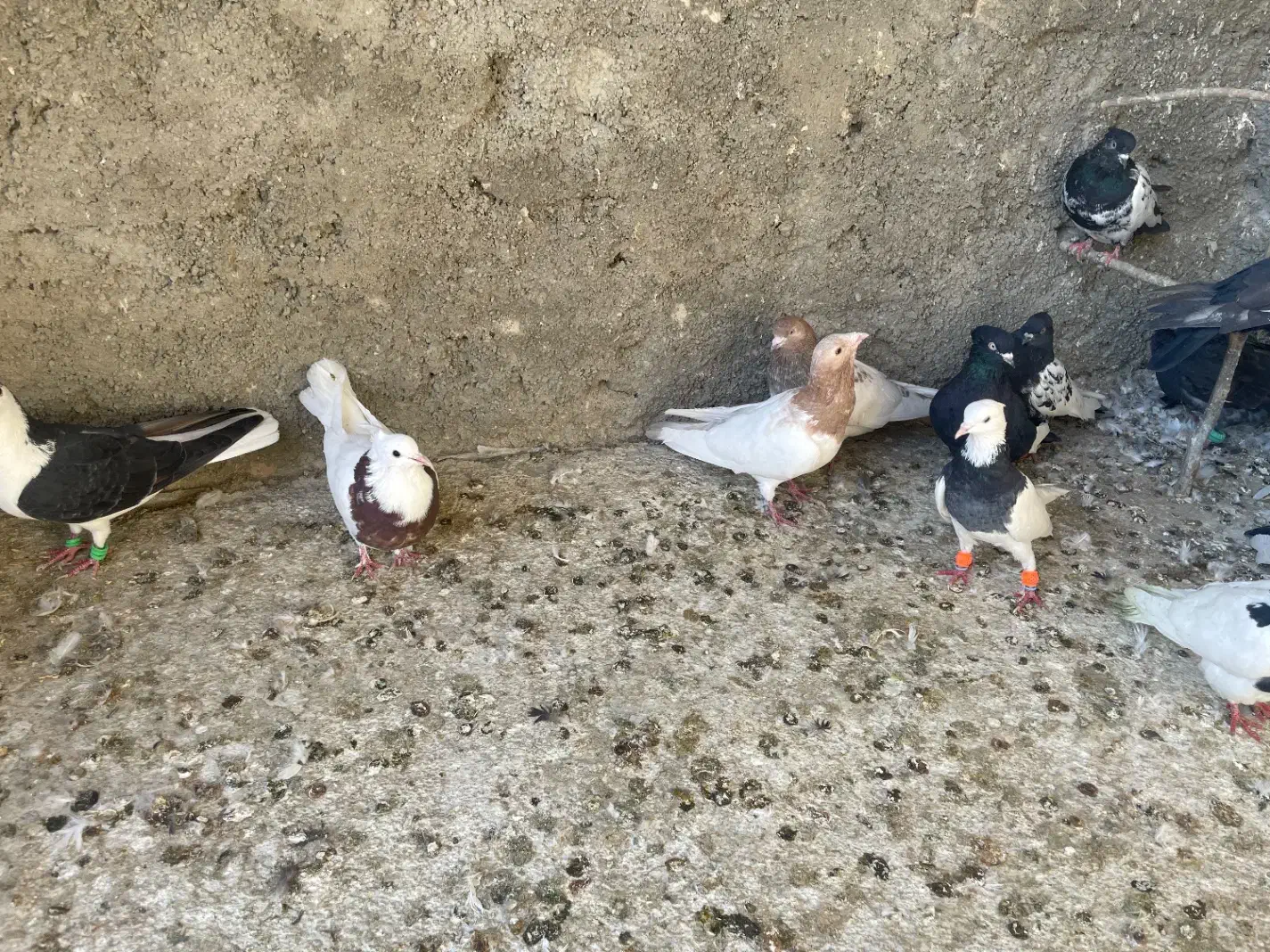 بیست پنج تا کفتر|پرنده|شیروان (خراسان), |دیوار