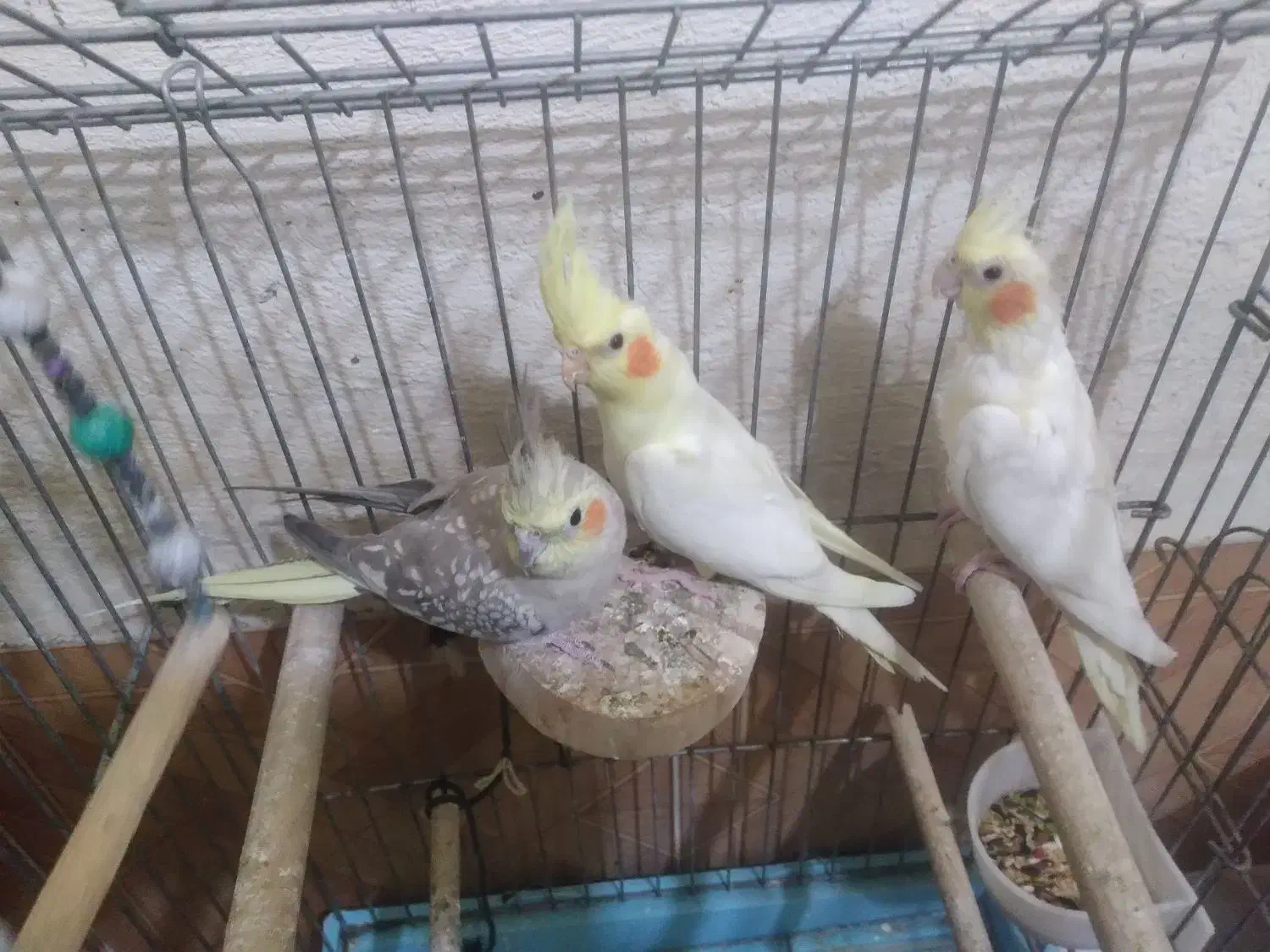 عروس هلندی|پرنده|اردبیل, |دیوار