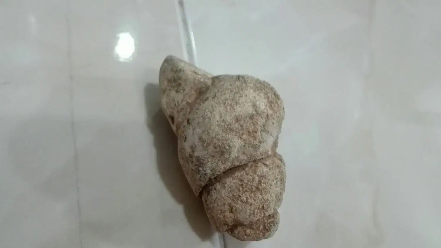 سنگواره یا فسیل حلزون مربوط به 500سال پیش|کلکسیون اشیاء عتیقه|جهرم, |دیوار