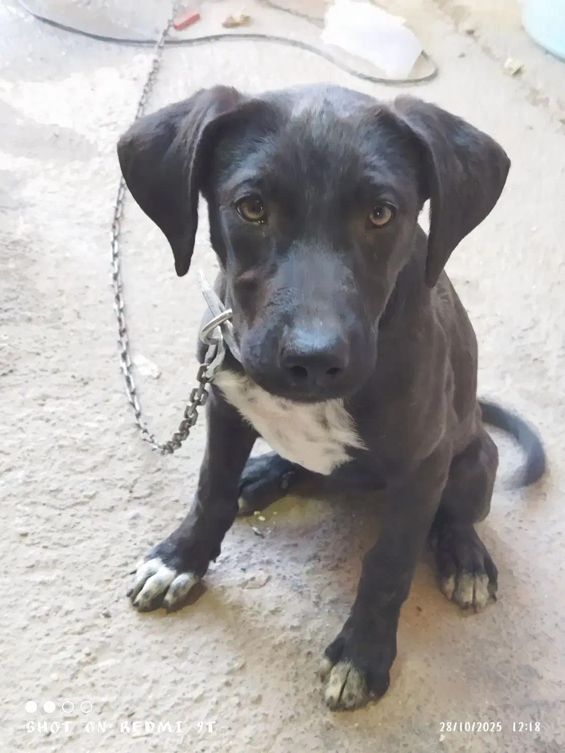 پیت بول واگذاری رایگان|سگ|خاوران, |دیوار