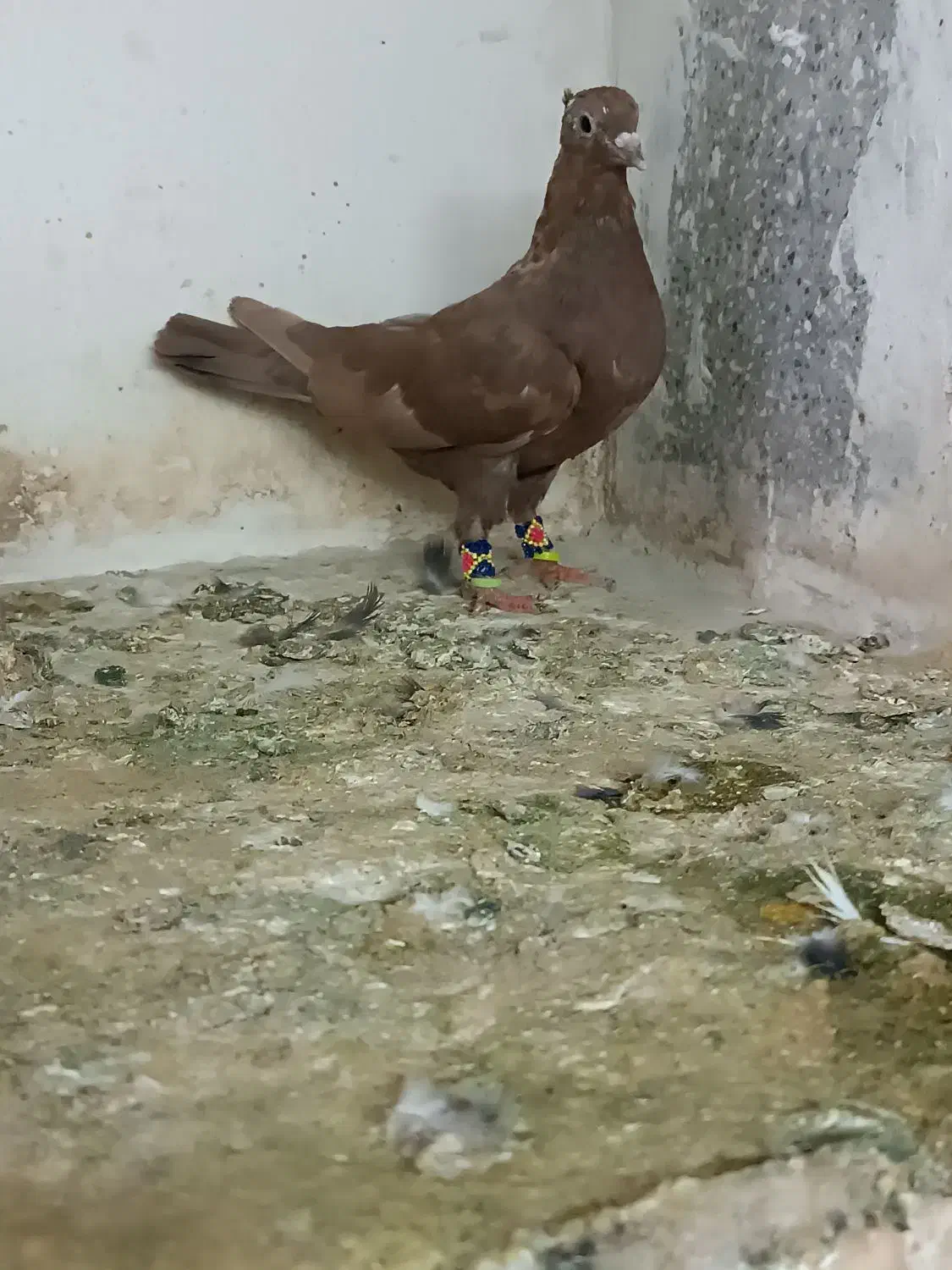 دوتا سرخ کاکلی.  کلاغ کاکلی|پرنده|تربت‌حیدریه, آبشار|دیوار