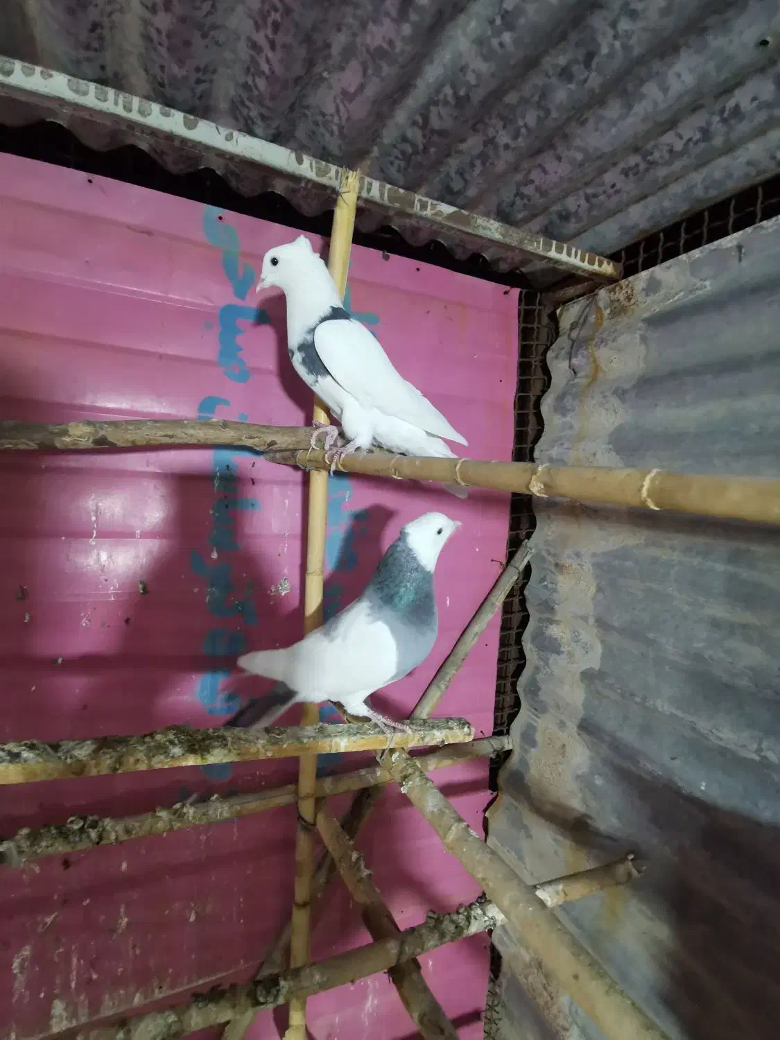 کبوتر|پرنده|دشت ذهاب, |دیوار