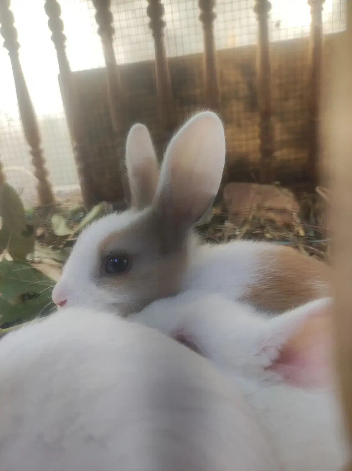 بچه خرگوش خوشکل|موش و خرگوش|خمینی‌شهر, |دیوار