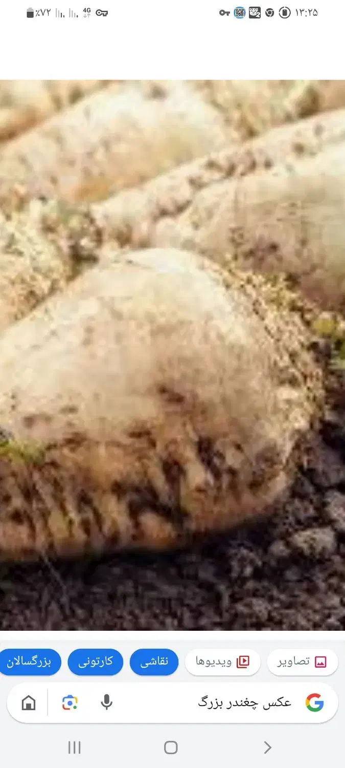 فروش چغندر|حراج|سیدآباد, |دیوار