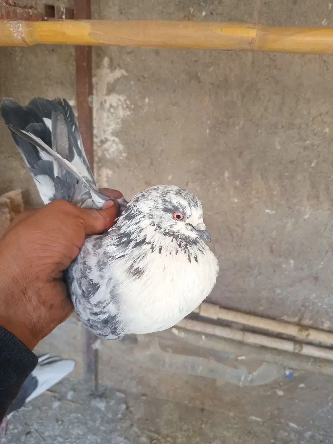 یجفت نروماده پرشی|پرنده|ساوه, |دیوار